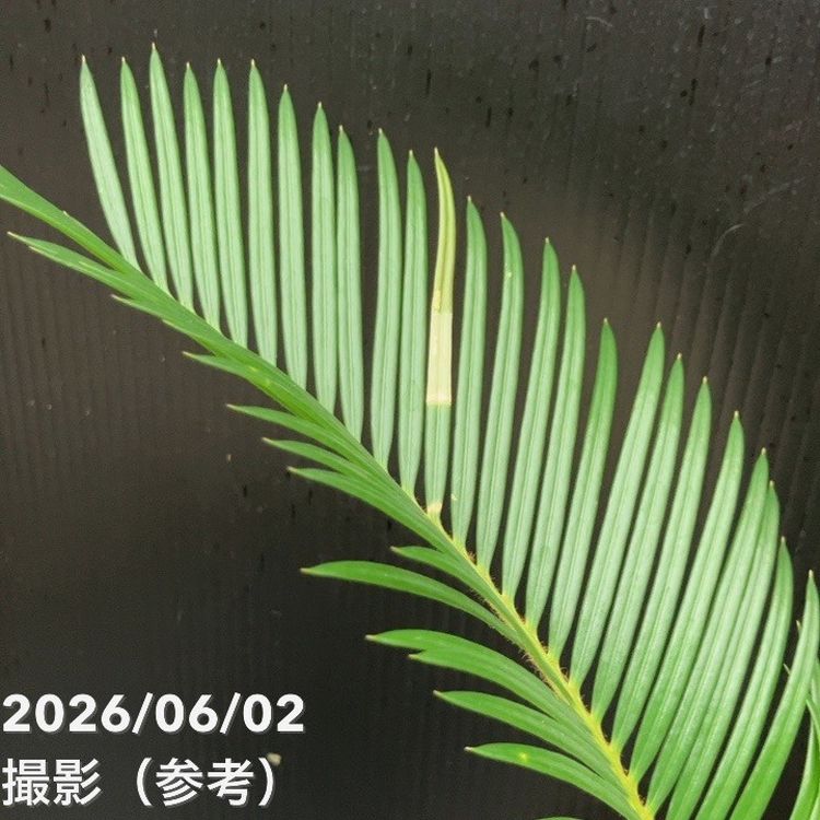 ソテツ 6号 ｜観葉10-TU | 観葉・多肉,ソテツ類 | 赤塚植物園