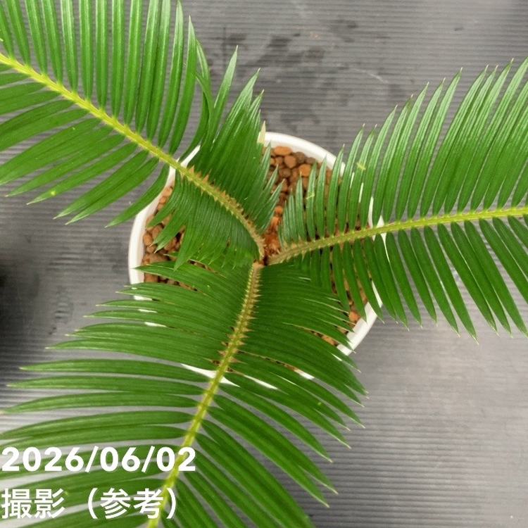 ソテツ　６点 ソテツ 6号 ｜観葉10-TU | 観葉・多肉,ソテツ類 | 赤塚植物園