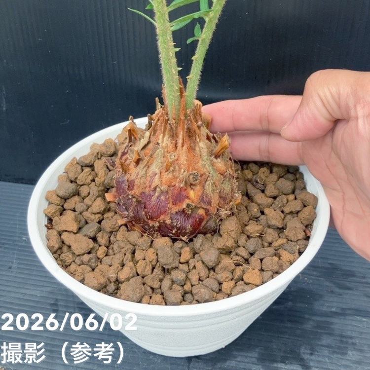 ソテツ 6号 ｜観葉10-TU | 観葉・多肉,ソテツ類 | 赤塚植物園