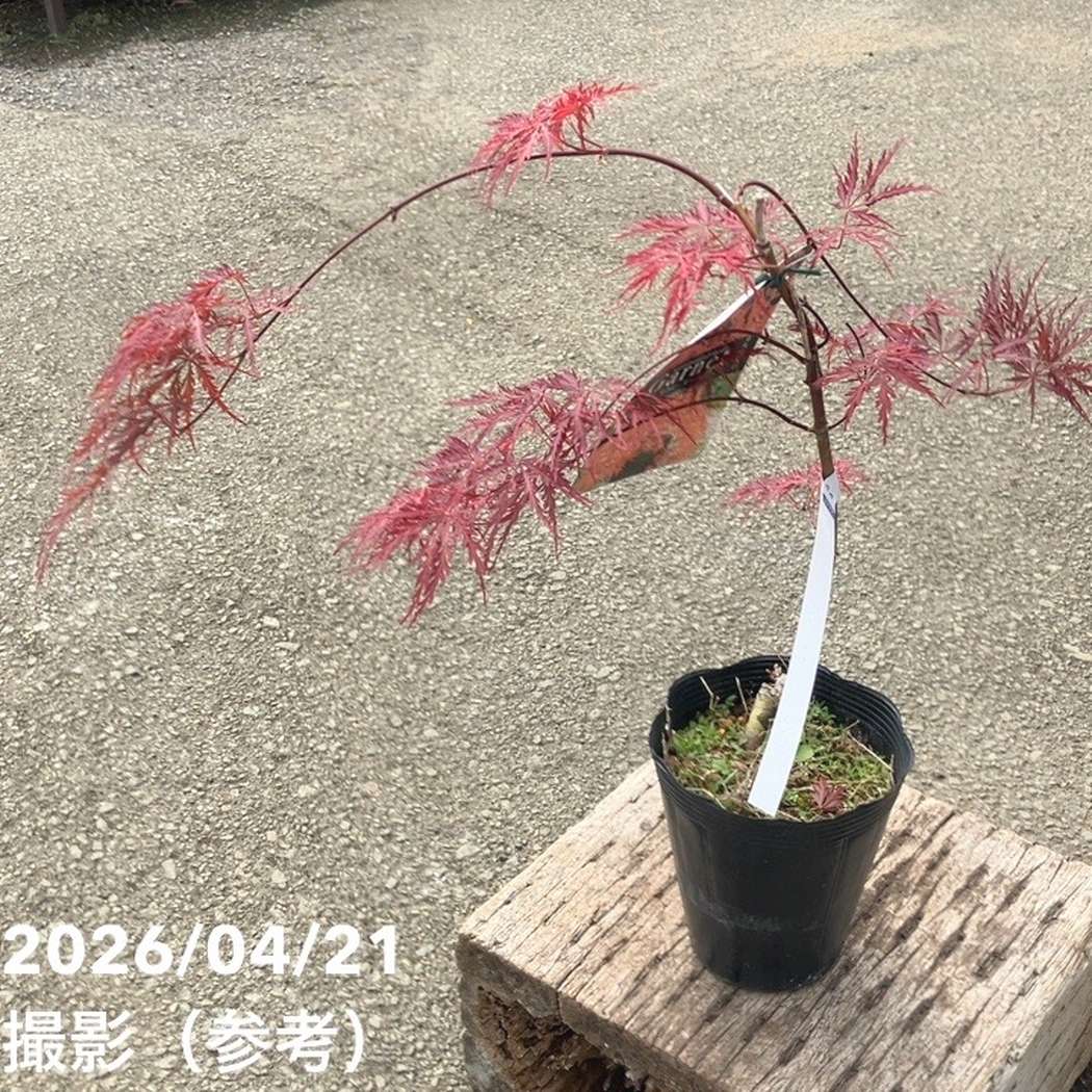 春秋に紅葉！枝垂れモミジ ガーネット 4号｜花木04-PA | □キーワード