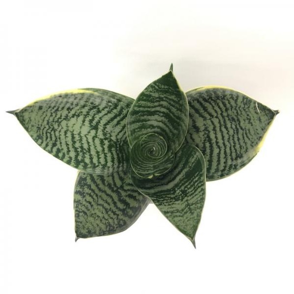 サンスベリア 3.5号 グリーンハニー 白陶器鉢仕様｜観葉02-D2 | 観葉