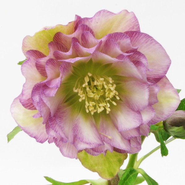 クリスマスローズ 伊勢みやび 3.5号 唐ごろも｜山野01-D1 | 草花