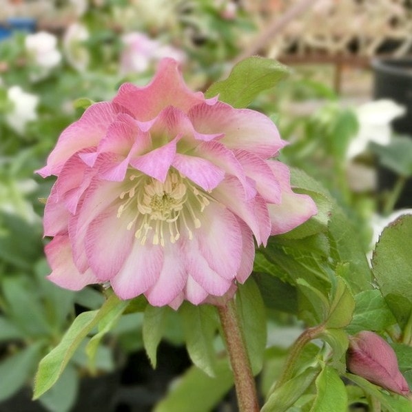 期間限定10％OFF！】クリスマスローズ 伊勢みやび 3.5号 唐ごろも