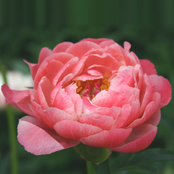 【予約】芍薬 シャクヤク 7号 コーラルチャーム ※2025年12月上旬以降発送予定|草花10-TU