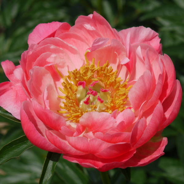 【予約】芍薬 シャクヤク 7号 コーラルチャーム ※2025年12月上旬以降発送予定|草花10-TU