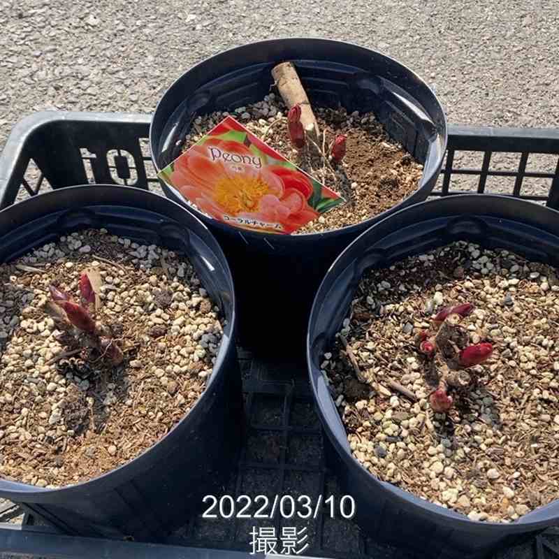 【予約】芍薬 シャクヤク 7号 コーラルチャーム ※2025年12月上旬以降発送予定|草花10-TU