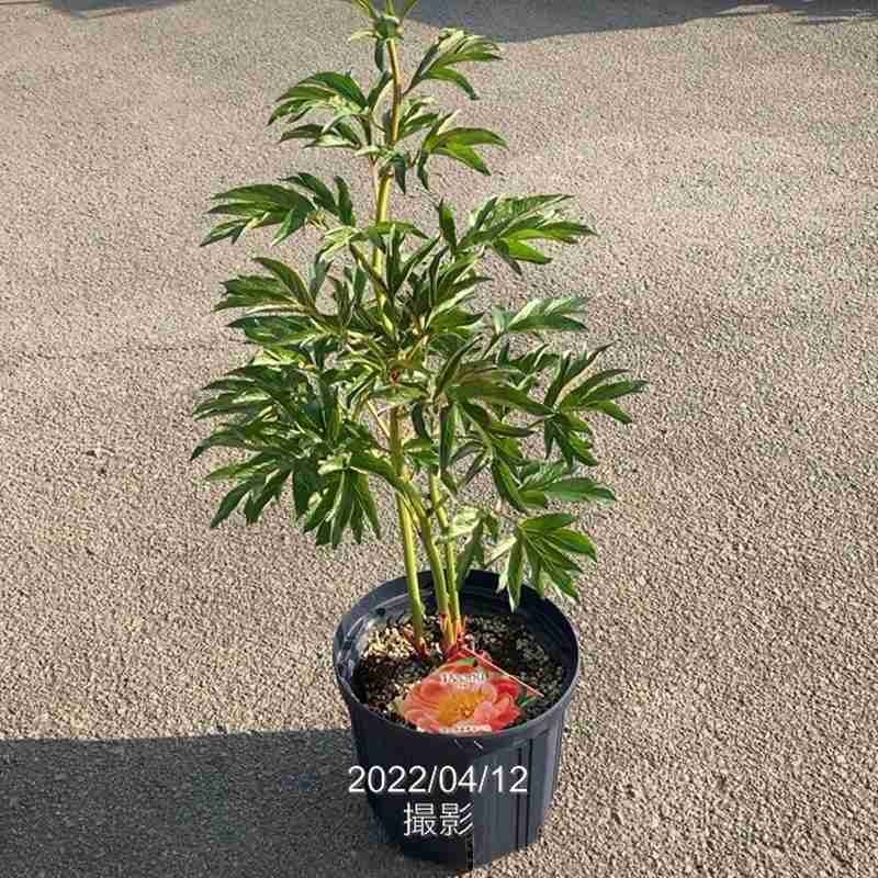 【予約】芍薬 シャクヤク 7号 コーラルチャーム ※2025年12月上旬以降発送予定|草花10-TU