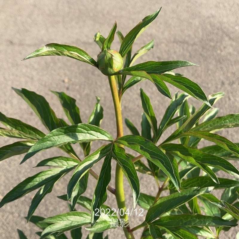 【予約】芍薬 シャクヤク 7号 コーラルチャーム ※2025年12月上旬以降発送予定|草花10-TU