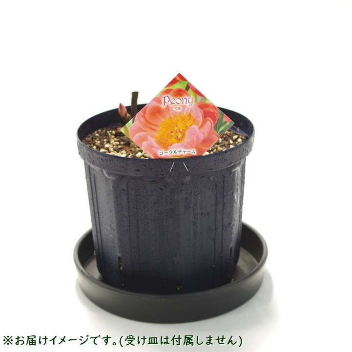 【予約】芍薬 シャクヤク 7号 コーラルチャーム ※2025年12月上旬以降発送予定|草花10-TU