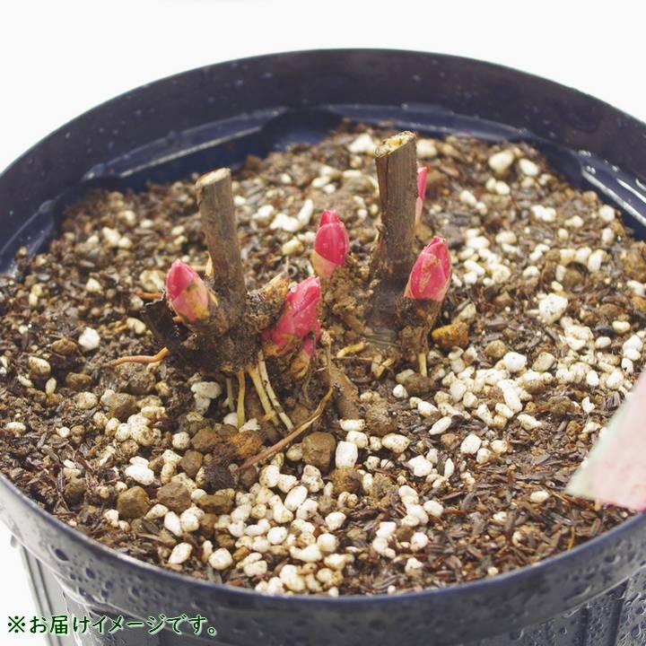 【予約】芍薬 シャクヤク 7号 コーラルチャーム ※2025年12月上旬以降発送予定|草花10-TU