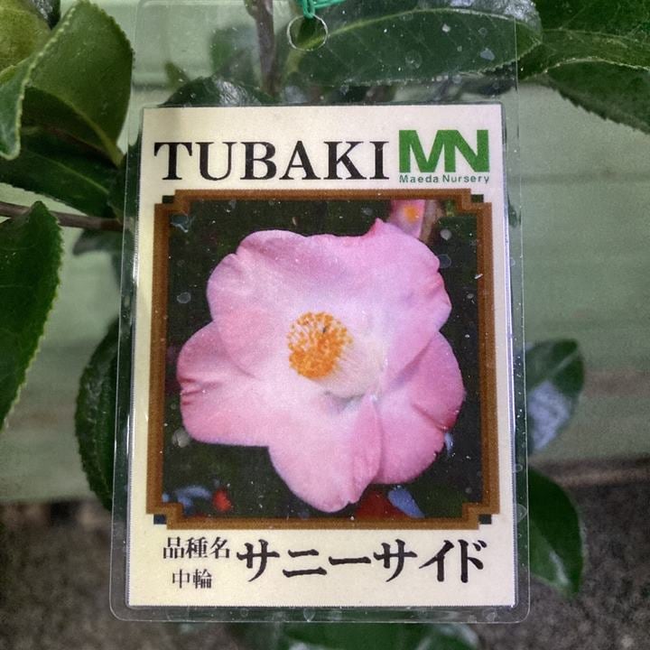 椿 ツバキ 4号 サニーサイド［こだわりの前田ナーセリー苗］｜花木04