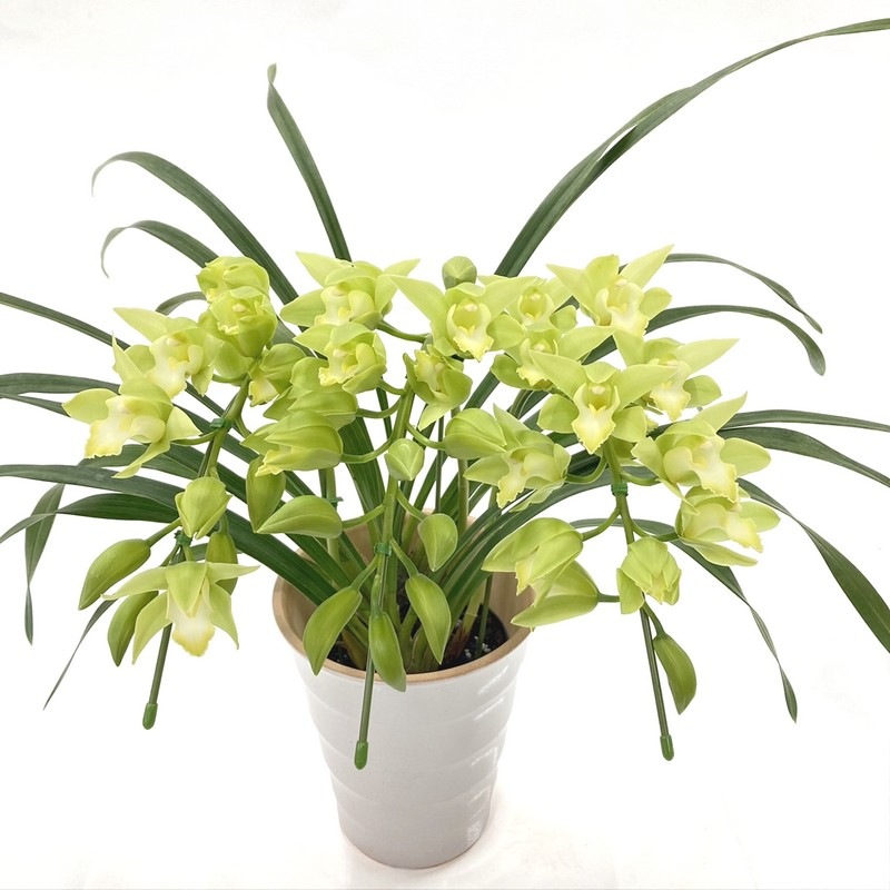 テーブルシンビジューム 淡いグリーン 3本立アーチ ラブリーソング