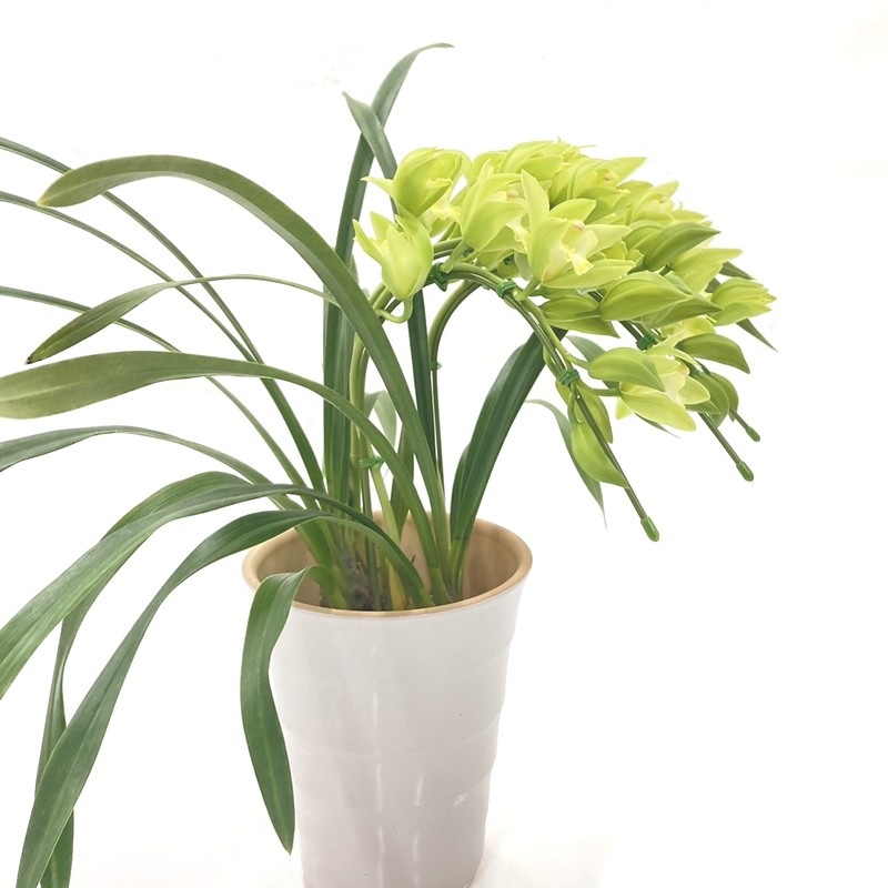 スーザンリーベ　フライングバード　イエロー Flying Birds ばら売り Mサイズ | Liebe JAPAN