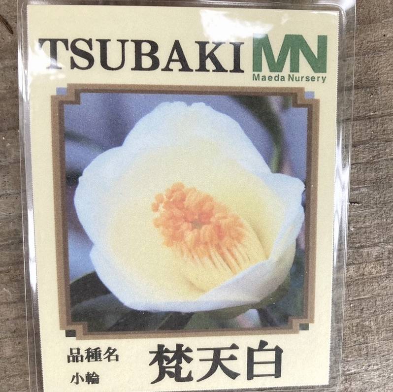 椿 ツバキ 4号 梵天白［こだわりの前田ナーセリー苗］｜花木04-PA