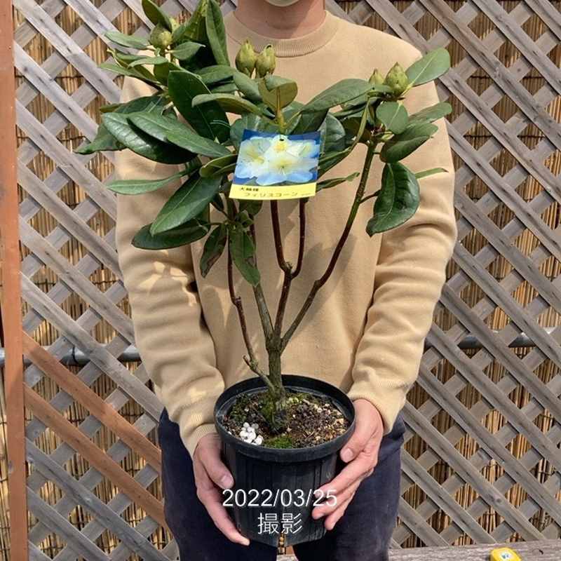 西洋シャクナゲ 6号 フィリスコーン｜花木03-D3 | 花木・庭木