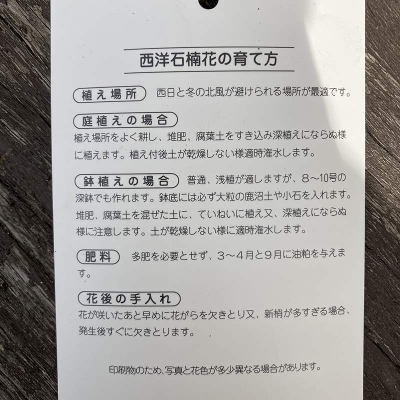 西洋シャクナゲ 6号 フィリスコーン｜花木03-D3 | 花木・庭木