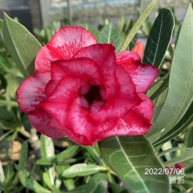 アデニウム オベスム Phan Thip 4号 5 花木 庭木 アデニウム 赤塚植物園オンライン 花の音