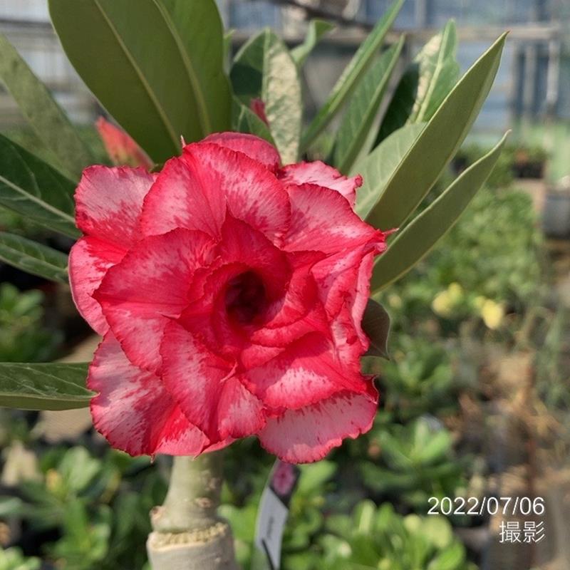 アデニウム 多肉植物 4号鉢 熱帯植物 商品追加値下げ在庫復活 熱帯植物