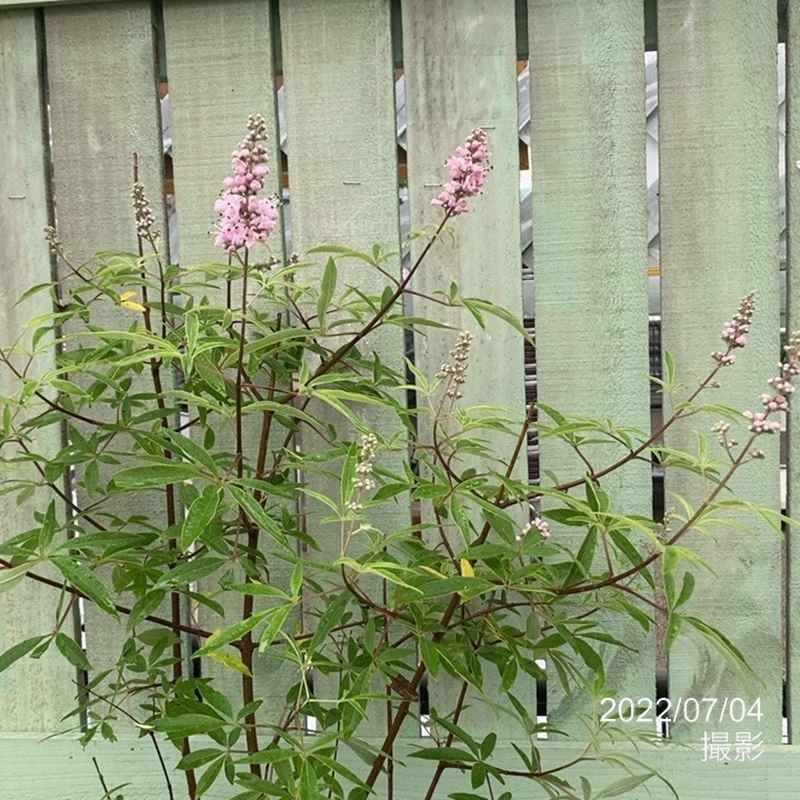 チョウセンニンジン木 苗木 チョウセンニンジン 苗 販売 苗木部 By 花