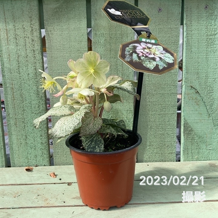 ローズオニール 加藤工芸 ドクター 歯科医 ナース　専用箱なし ☆ウォータープルーフフック式ナースウォッチ: ナースグッズ・医療雑貨