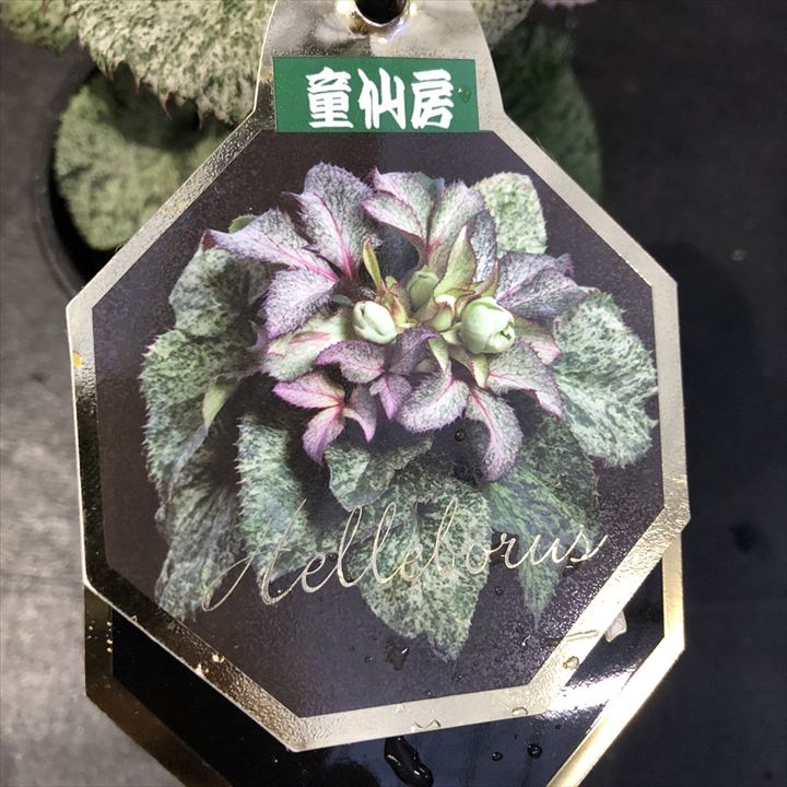 クリスマスローズ 童仙房 HGC スノーフィーバー 4.5号｜山野04-PA