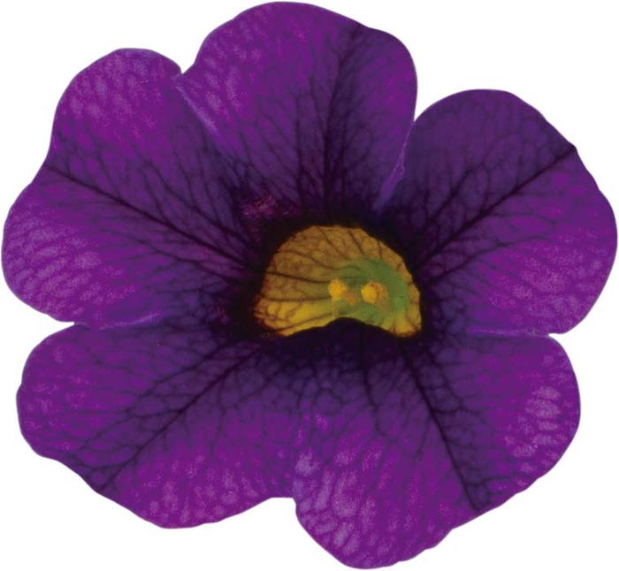 PW スーパーベル ポケット ブルー 3.5号×3株セット｜草花04-PA | 草花