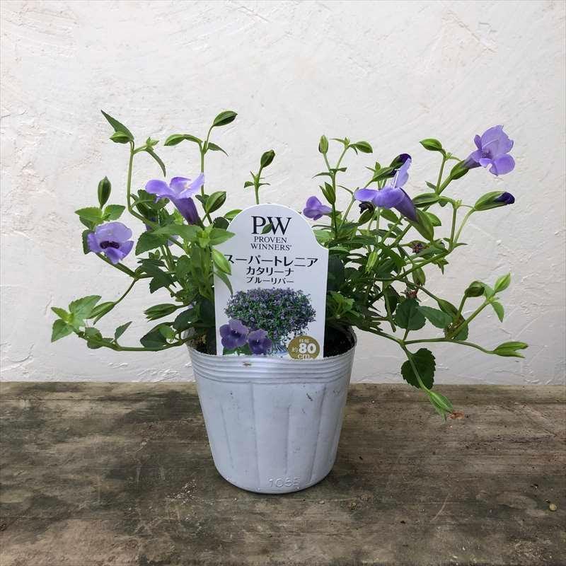 PW スーパートレニア カタリーナ ブルーリバー 3～3.5号×3株セット PVP