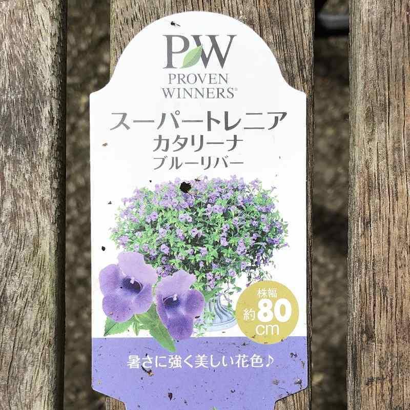 PW スーパートレニア カタリーナ ブルーリバー 3～3.5号×3株セット PVP