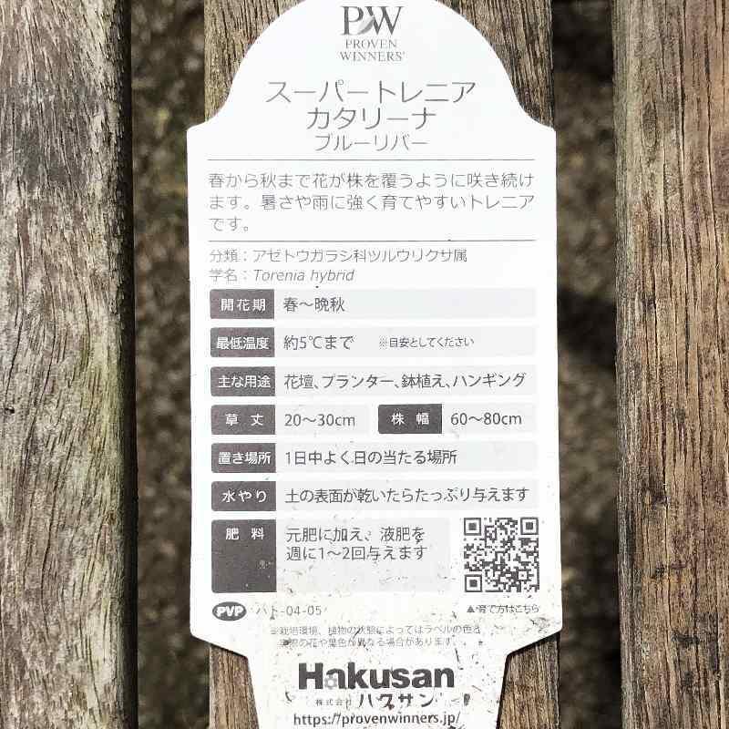 PW スーパートレニア カタリーナ ブルーリバー 3~3.5号×3株セット PVP|草花04-PA