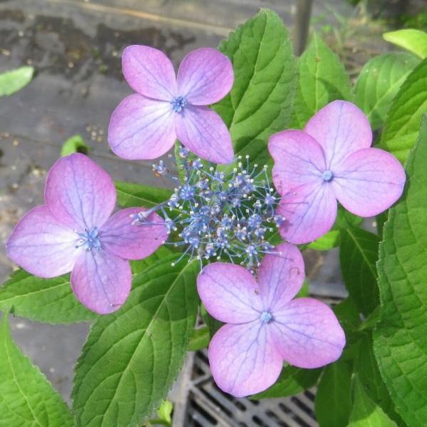 ヤマアジサイ 4号 伊予虹 イヨニジ（6）｜花木01-D1 | 赤塚植物園自社