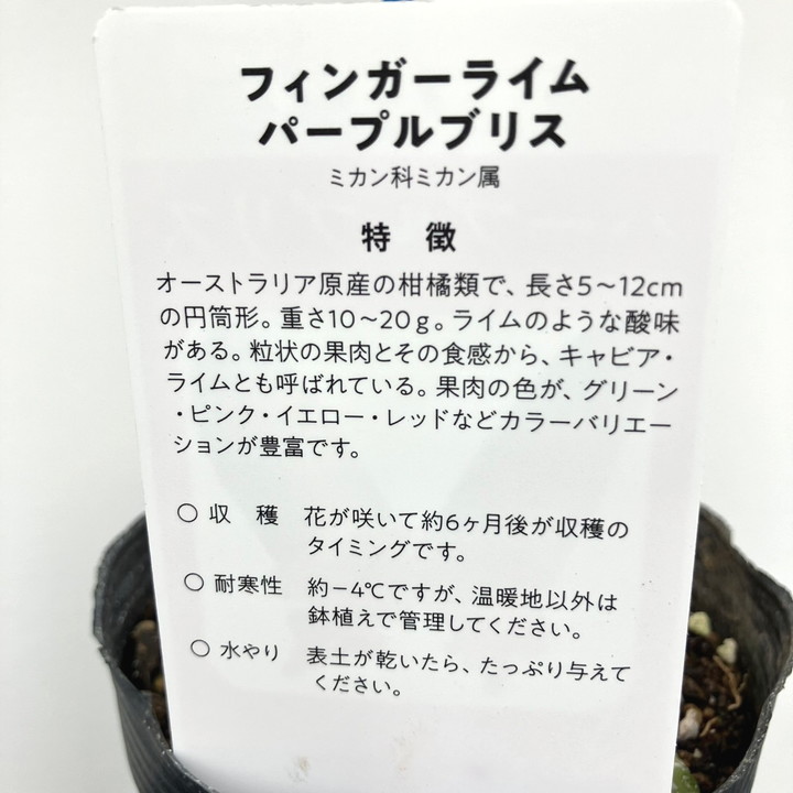 Brisさん取り置き