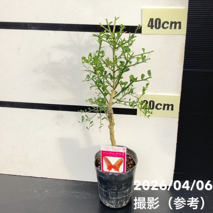 決算P5倍！10%OFF！8/2まで】フィンガーライム 3.5号 パープルブリス