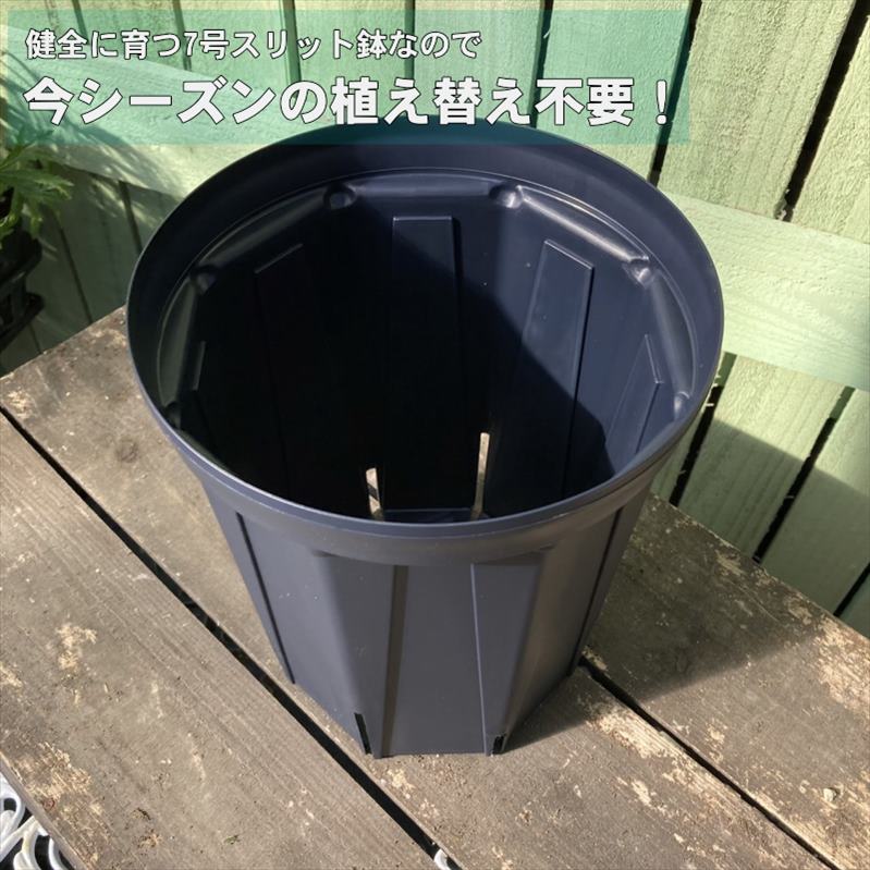 バラ大苗 ディコン 7号 ロサ・オリエンティスプログレッシオ｜花木04