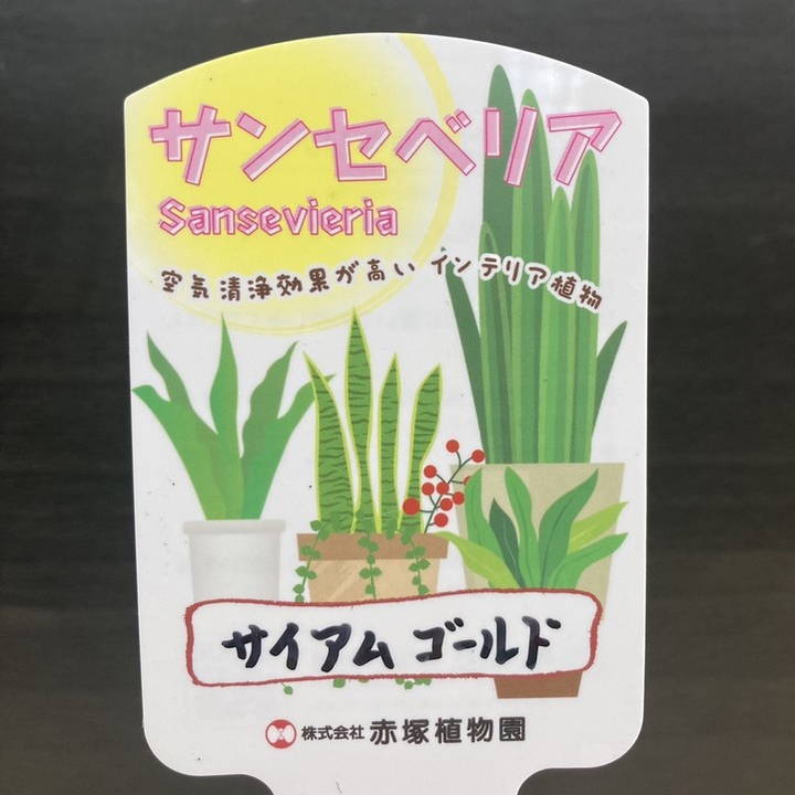 期間限定10％OFF！】【現品お届け】サンスベリア 5号 サイアムゴールド