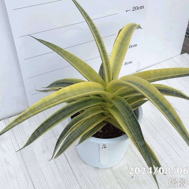 現品お届け】サンスベリア 5号 サイアムゴールド 白プラ鉢仕様