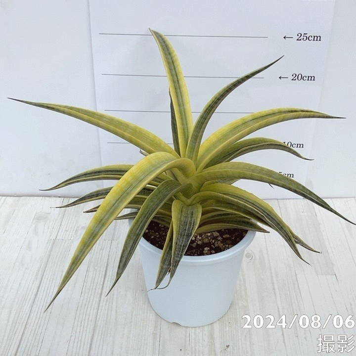 期間限定10％OFF！】【現品お届け】サンスベリア 5号 サイアムゴールド