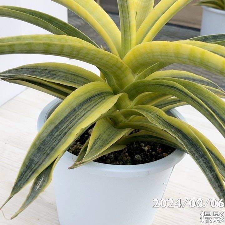 期間限定10％OFF！】【現品お届け】サンスベリア 5号 サイアムゴールド