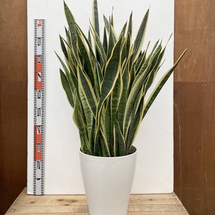 サンスベリア 10号 ローレンチー プラスチック鉢仕様｜s200｜観葉02-D2