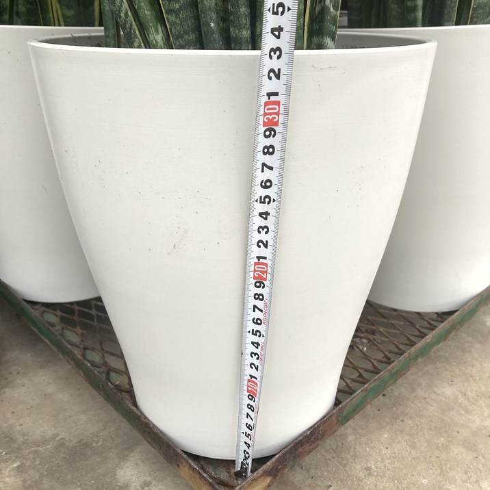 専用 サンスベリア ローレンチ 合成樹脂鉢 お皿付き 楽天市場】観葉