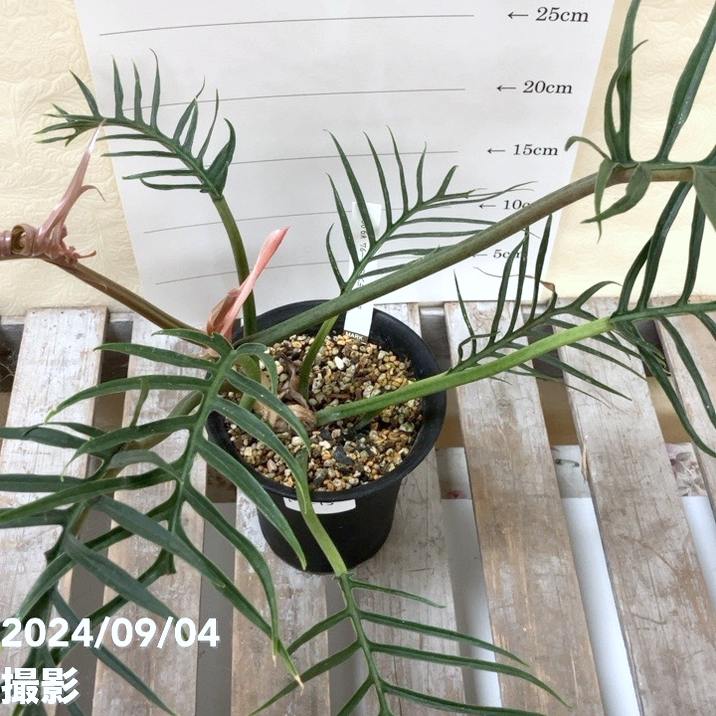 希少種 フィロデンドロン トータム