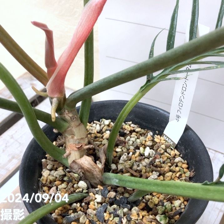 現品お届け】フィロデンドロン トータム 4号 プラ鉢仕様（Mi-15