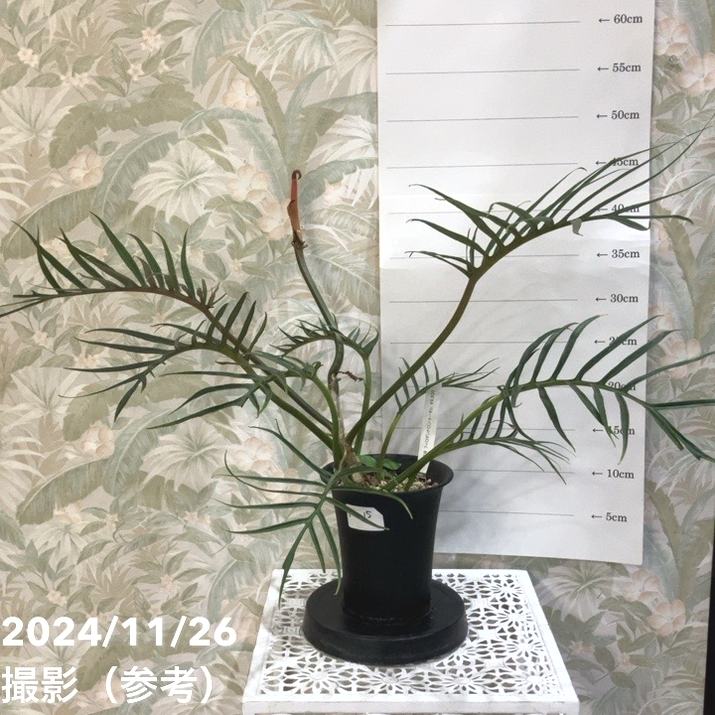 超稀有なフィロデンドロンフロリダビューティー& フィロデンドロン　トータム 希少種 フィロデンドロン トータム