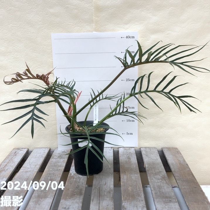 現品お届け】フィロデンドロン トータム 4号 プラ鉢仕様（Mi-15