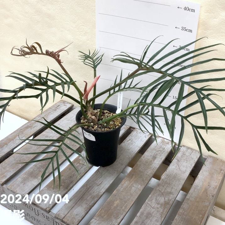 現品お届け】フィロデンドロン トータム 4号 プラ鉢仕様（Mi-15