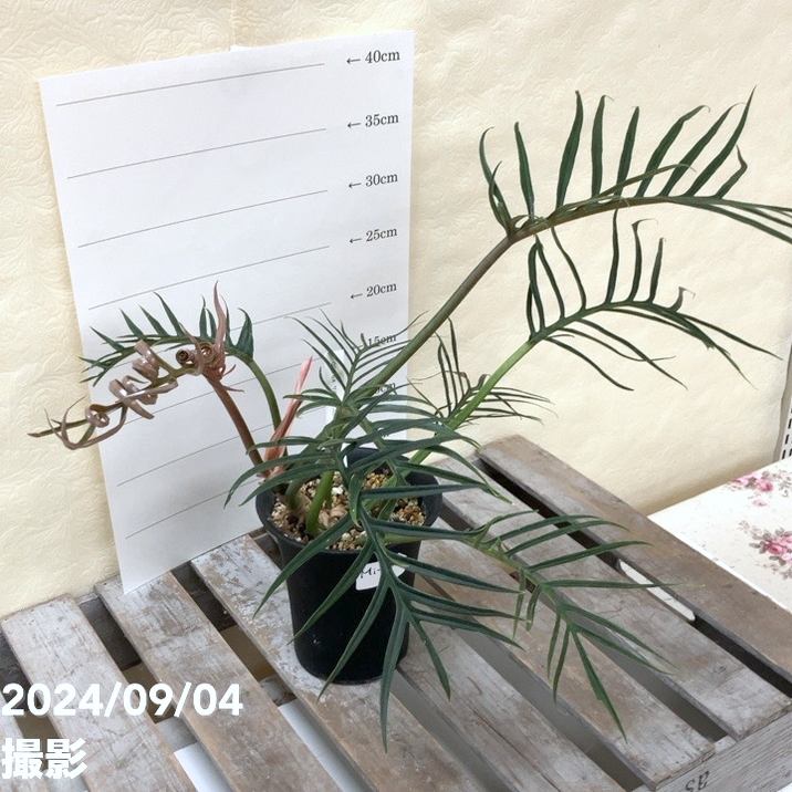 現品お届け】フィロデンドロン トータム 4号 プラ鉢仕様（Mi-15