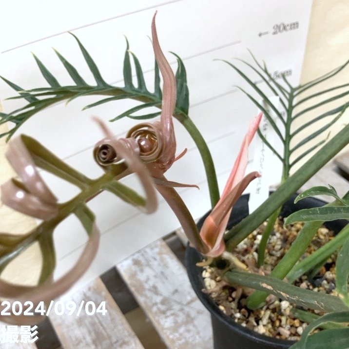 現物「フィロデンドロン・トータム」８号　Philodendron Tortum Amazon｜現物 フィロデンドロン トータム 8号 Philodendron