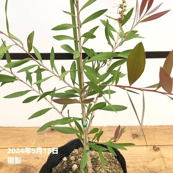 カリステモン タレーピンク 5号 ※お届けに10日程度かかる場合がござい