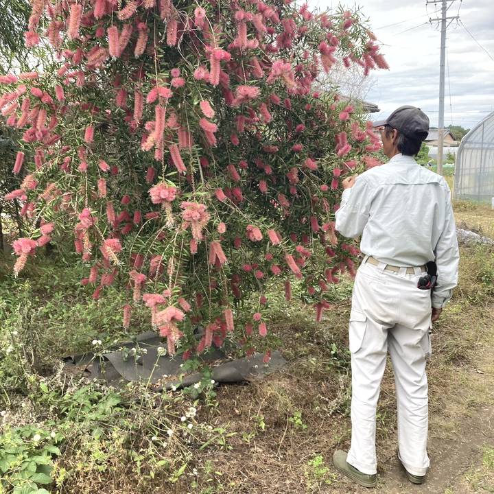 カリステモン タレーピンク 5号 ※お届けに10日程度かかる場合がござい