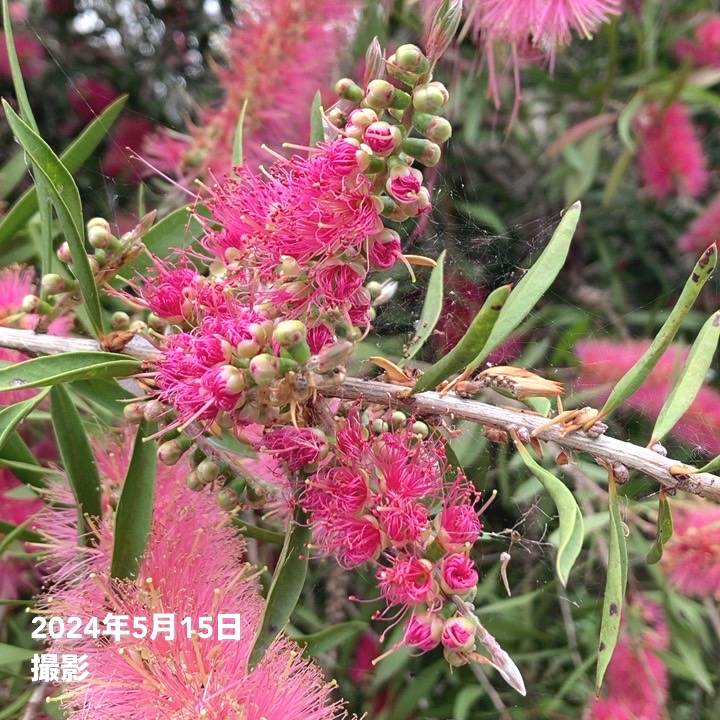 カリステモン ピンディーピンディー 【楽天市場】【ピンディーピン