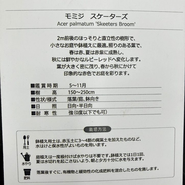 モミジ スケーターズ 4号 接ぎ木1年生|花木10-TU